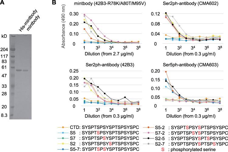 https://cdn.ncbi.nlm.nih.gov/pmc/blobs/f2c8/8647360/798516783934/JCB_202104134_Fig4.jpg