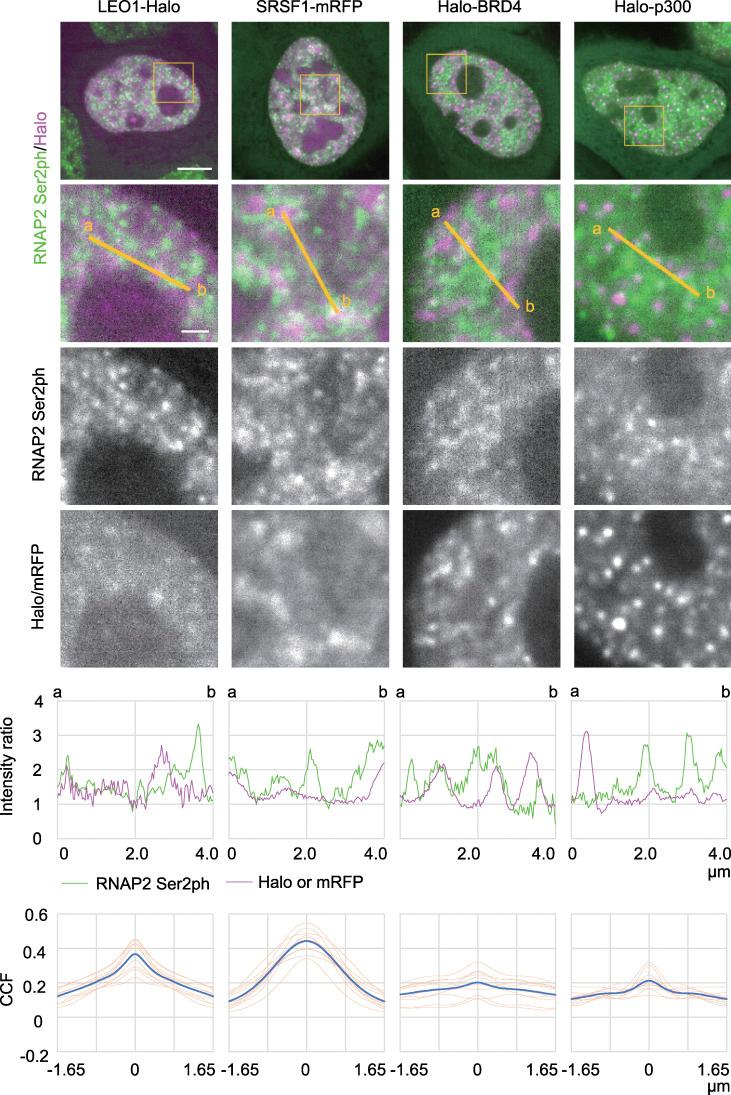 https://cdn.ncbi.nlm.nih.gov/pmc/blobs/f2c8/8647360/8684804fd78c/JCB_202104134_Fig6.jpg
