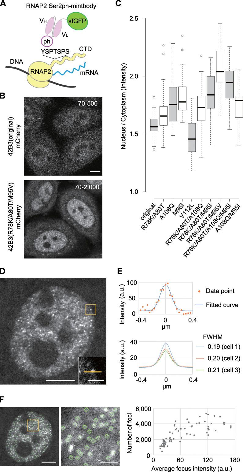https://cdn.ncbi.nlm.nih.gov/pmc/blobs/f2c8/8647360/91a61cfb3001/JCB_202104134_Fig1.jpg