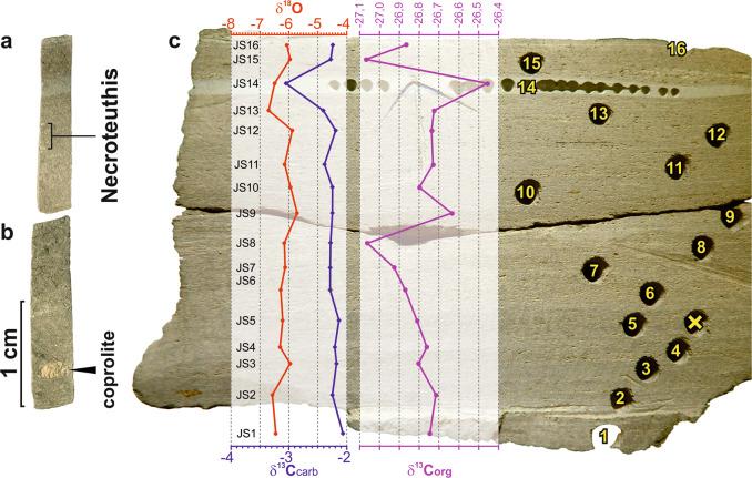 https://cdn.ncbi.nlm.nih.gov/pmc/blobs/f2c9/7893013/95ad126a31ed/42003_2021_1714_Fig5_HTML.jpg