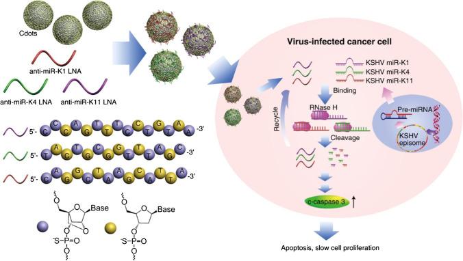 https://cdn.ncbi.nlm.nih.gov/pmc/blobs/f2d0/8616907/2d38ad2f3ea9/604_2021_5076_Fig10_HTML.jpg
