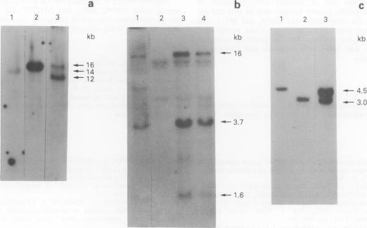 https://cdn.ncbi.nlm.nih.gov/pmc/blobs/f2d5/1968199/1daf507e2221/brjcancer00204-0063-b.jpg
