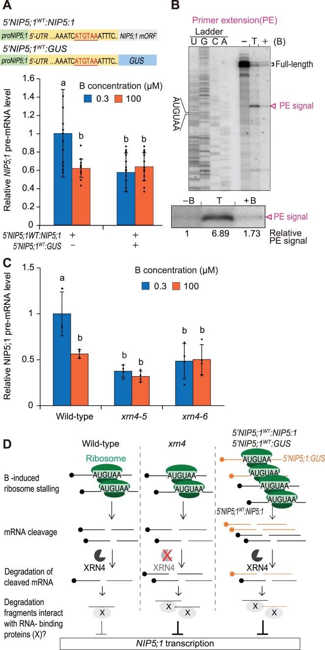 https://cdn.ncbi.nlm.nih.gov/pmc/blobs/f2d6/11915504/026753a777d2/gkaf159fig4.jpg