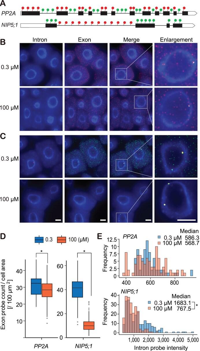 https://cdn.ncbi.nlm.nih.gov/pmc/blobs/f2d6/11915504/20d1193a516c/gkaf159fig2.jpg