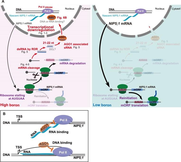 https://cdn.ncbi.nlm.nih.gov/pmc/blobs/f2d6/11915504/24d3c5f77fd9/gkaf159fig6.jpg