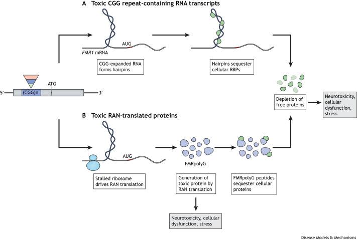 https://cdn.ncbi.nlm.nih.gov/pmc/blobs/f2d7/9903145/252ff4029be9/dmm-16-049485-g3.jpg