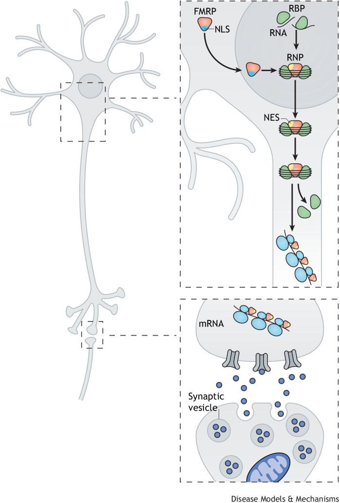https://cdn.ncbi.nlm.nih.gov/pmc/blobs/f2d7/9903145/3f0905cfde00/dmm-16-049485-g2.jpg