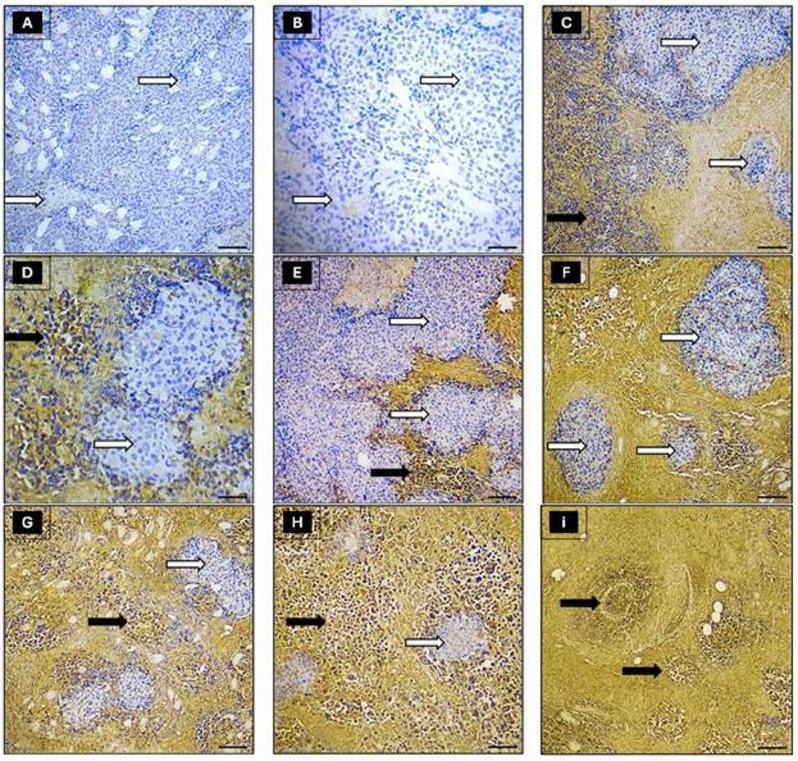 https://cdn.ncbi.nlm.nih.gov/pmc/blobs/f2da/12211136/30b4f73ac797/12896_2025_998_Fig10_HTML.jpg
