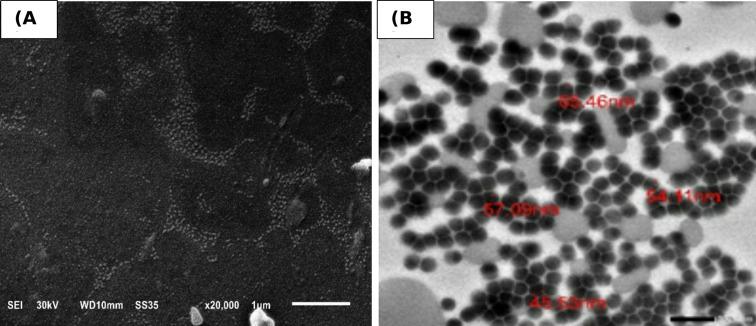 https://cdn.ncbi.nlm.nih.gov/pmc/blobs/f2da/12211136/3f813705838f/12896_2025_998_Fig4_HTML.jpg