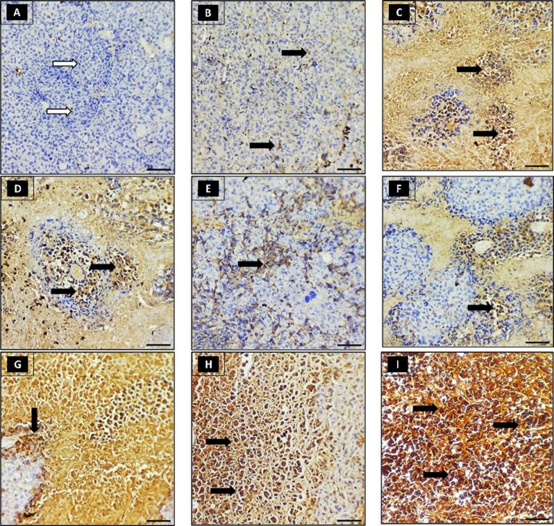 https://cdn.ncbi.nlm.nih.gov/pmc/blobs/f2da/12211136/68618973442c/12896_2025_998_Fig15_HTML.jpg