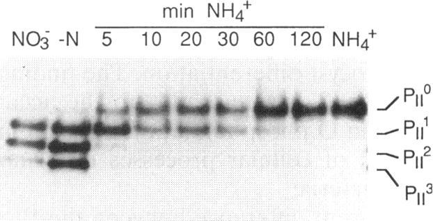 https://cdn.ncbi.nlm.nih.gov/pmc/blobs/f2dc/205017/1662dede7c3a/jbacter00019-0113-a.jpg