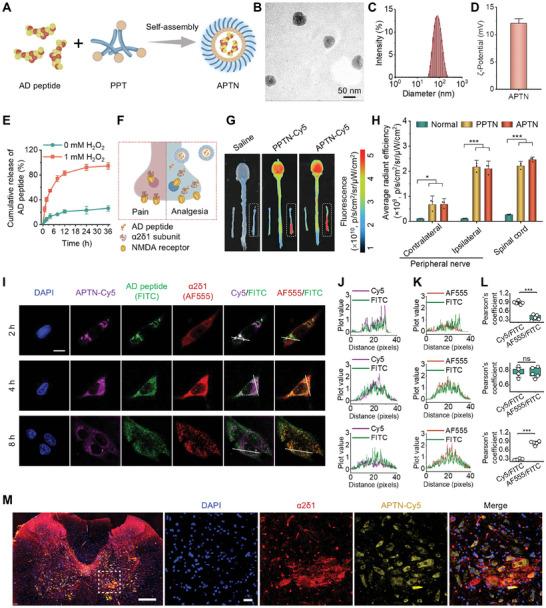 https://cdn.ncbi.nlm.nih.gov/pmc/blobs/f2e0/11848598/0f30e42ad3c2/ADVS-12-2405483-g001.jpg