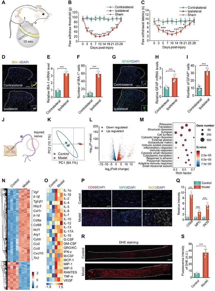https://cdn.ncbi.nlm.nih.gov/pmc/blobs/f2e0/11848598/590cb1860138/ADVS-12-2405483-g004.jpg