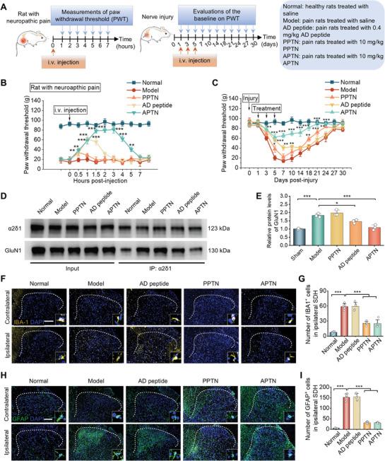 https://cdn.ncbi.nlm.nih.gov/pmc/blobs/f2e0/11848598/8f3a5b498269/ADVS-12-2405483-g009.jpg