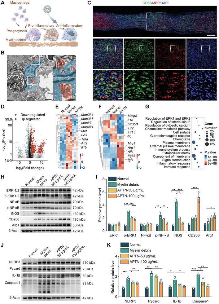 https://cdn.ncbi.nlm.nih.gov/pmc/blobs/f2e0/11848598/d192325121f9/ADVS-12-2405483-g011.jpg