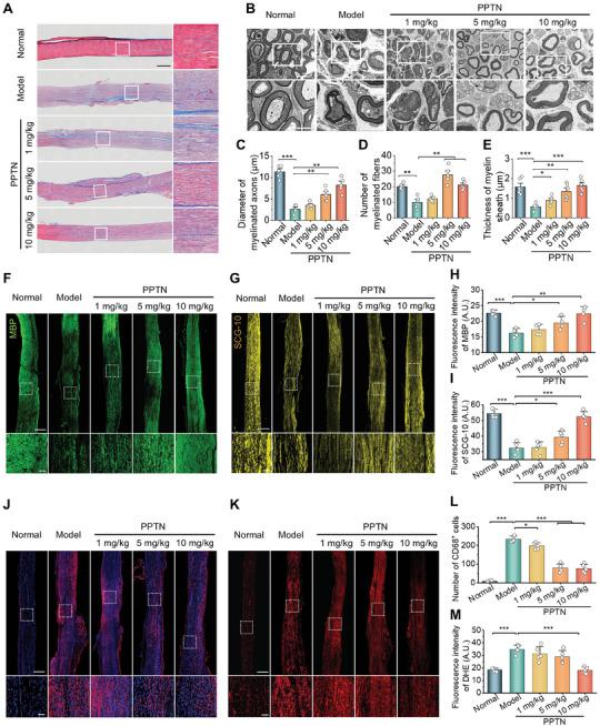https://cdn.ncbi.nlm.nih.gov/pmc/blobs/f2e0/11848598/e8b359761fdf/ADVS-12-2405483-g003.jpg