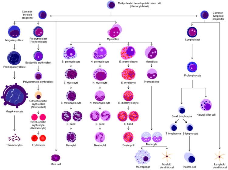 https://cdn.ncbi.nlm.nih.gov/pmc/blobs/f2e2/10669790/8529125ca093/biomolecules-13-01629-g001.jpg