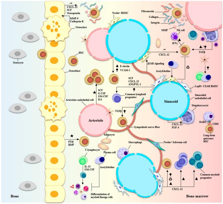 https://cdn.ncbi.nlm.nih.gov/pmc/blobs/f2e2/10669790/fbdc92b42877/biomolecules-13-01629-g004.jpg