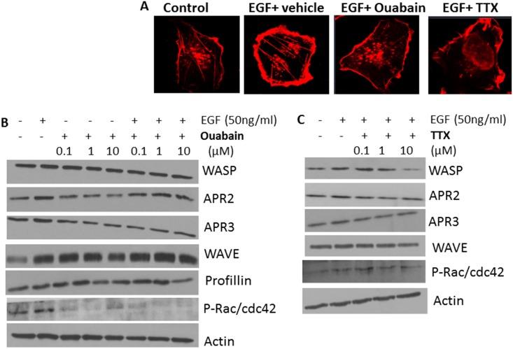 https://cdn.ncbi.nlm.nih.gov/pmc/blobs/f2e3/5874017/3efb60c33623/pone.0193779.g014.jpg