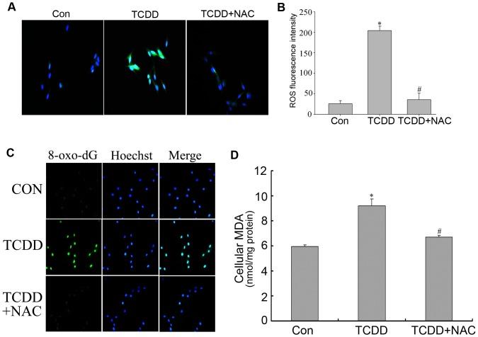 https://cdn.ncbi.nlm.nih.gov/pmc/blobs/f2e7/3933666/455eb38bac0a/pone.0089811.g006.jpg