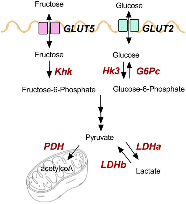 https://cdn.ncbi.nlm.nih.gov/pmc/blobs/f2ec/8238044/8a2bb91d139d/fnut-08-675267-g0006.jpg
