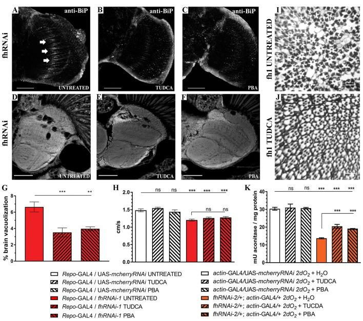 https://cdn.ncbi.nlm.nih.gov/pmc/blobs/f2ee/5845754/00b77e0ea15e/fnmol-11-00038-g0009.jpg
