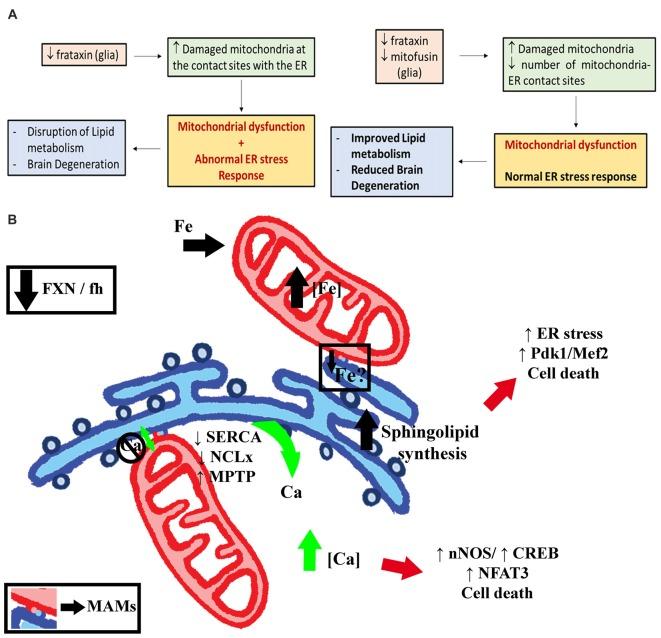 https://cdn.ncbi.nlm.nih.gov/pmc/blobs/f2ee/5845754/9b1a77f5f39b/fnmol-11-00038-g0010.jpg