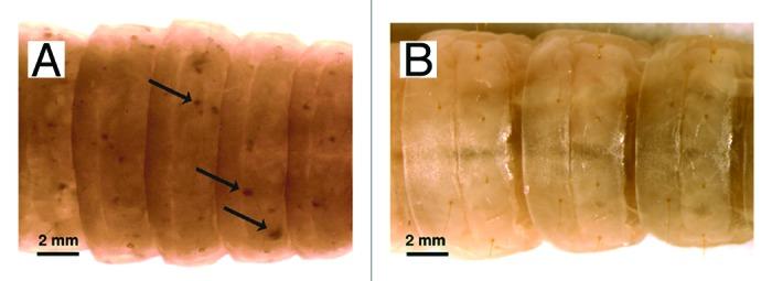 https://cdn.ncbi.nlm.nih.gov/pmc/blobs/f2f0/3710335/a4e1a98cffd8/viru-4-324-g2.jpg