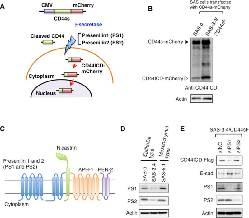 https://cdn.ncbi.nlm.nih.gov/pmc/blobs/f2f1/5839369/0da9b0942bee/oncotarget-09-10029-g003.jpg