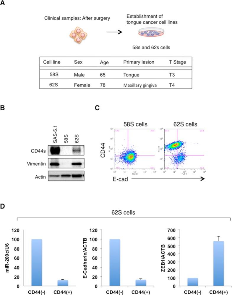 https://cdn.ncbi.nlm.nih.gov/pmc/blobs/f2f1/5839369/3b3e344bb853/oncotarget-09-10029-g005.jpg