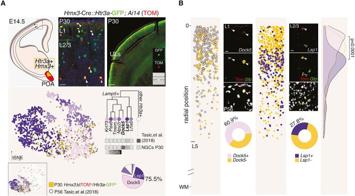 https://cdn.ncbi.nlm.nih.gov/pmc/blobs/f2f3/10445751/0e564b7cc946/develop-150-201830-g1.jpg