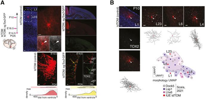 https://cdn.ncbi.nlm.nih.gov/pmc/blobs/f2f3/10445751/312682ed31f7/develop-150-201830-g5.jpg