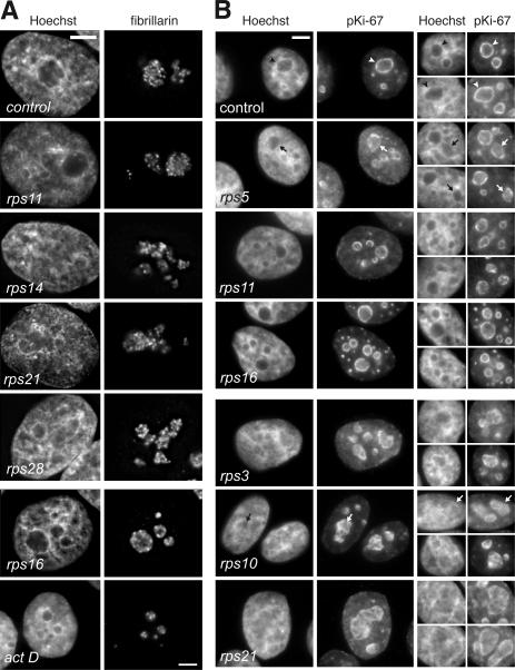 https://cdn.ncbi.nlm.nih.gov/pmc/blobs/f2f5/2935573/56b3647a2e21/JCB_201005117_GS_Fig5.jpg
