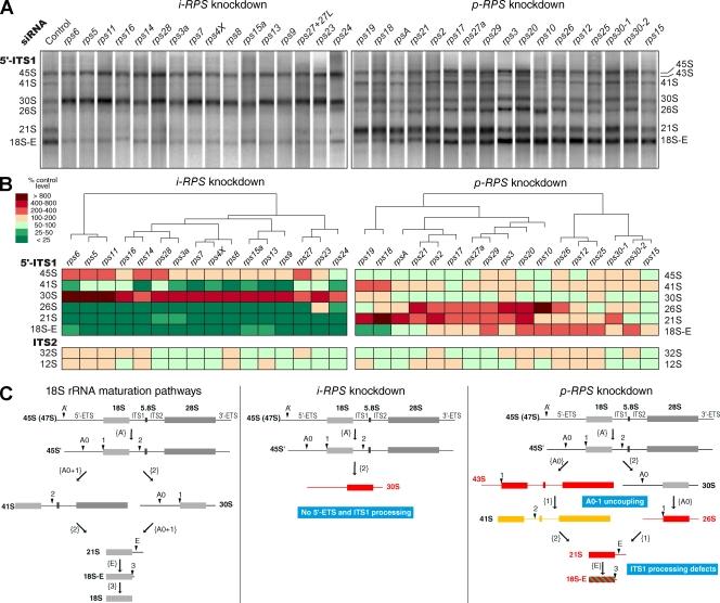 https://cdn.ncbi.nlm.nih.gov/pmc/blobs/f2f5/2935573/f221fb1b58dc/JCB_201005117R_RGB_Fig3.jpg