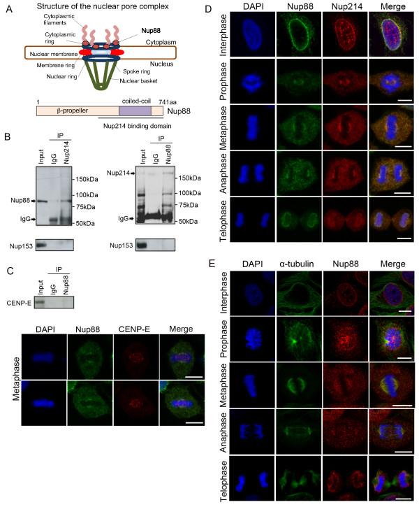 https://cdn.ncbi.nlm.nih.gov/pmc/blobs/f2f6/2890605/10d94d1fb98e/1476-4598-9-119-1.jpg