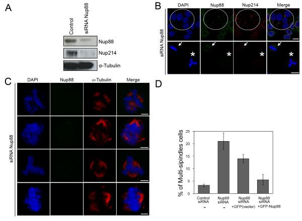 https://cdn.ncbi.nlm.nih.gov/pmc/blobs/f2f6/2890605/ffc2d7f716ee/1476-4598-9-119-3.jpg