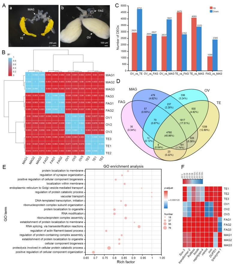 https://cdn.ncbi.nlm.nih.gov/pmc/blobs/f2f7/11203884/daa1d103105a/insects-15-00424-g001.jpg