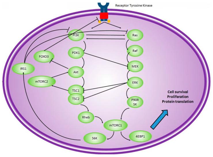 https://cdn.ncbi.nlm.nih.gov/pmc/blobs/f2f8/10526846/97e86cd1c1e8/biomolecules-13-01306-g005.jpg