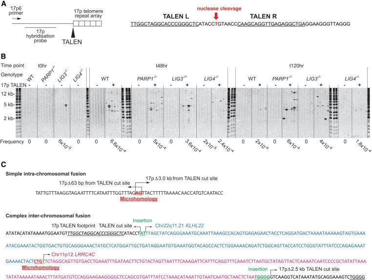 https://cdn.ncbi.nlm.nih.gov/pmc/blobs/f2f9/4864465/ed2beaef9bc2/588f02.jpg
