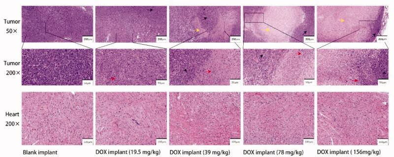 https://cdn.ncbi.nlm.nih.gov/pmc/blobs/f2fb/8843208/b2b06cd5057f/IDRD_A_2032878_F0005_C.jpg