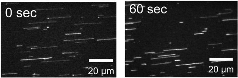 https://cdn.ncbi.nlm.nih.gov/pmc/blobs/f2fc/4346876/ff7ba291ef5b/ijms-16-02971-g008.jpg