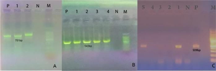 https://cdn.ncbi.nlm.nih.gov/pmc/blobs/f2fd/6737366/800814a53cf7/IJPA-14-297-g002.jpg