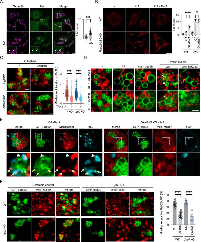 https://cdn.ncbi.nlm.nih.gov/pmc/blobs/f2fe/12398504/1bdd7206cc97/41467_2025_63531_Fig4_HTML.jpg