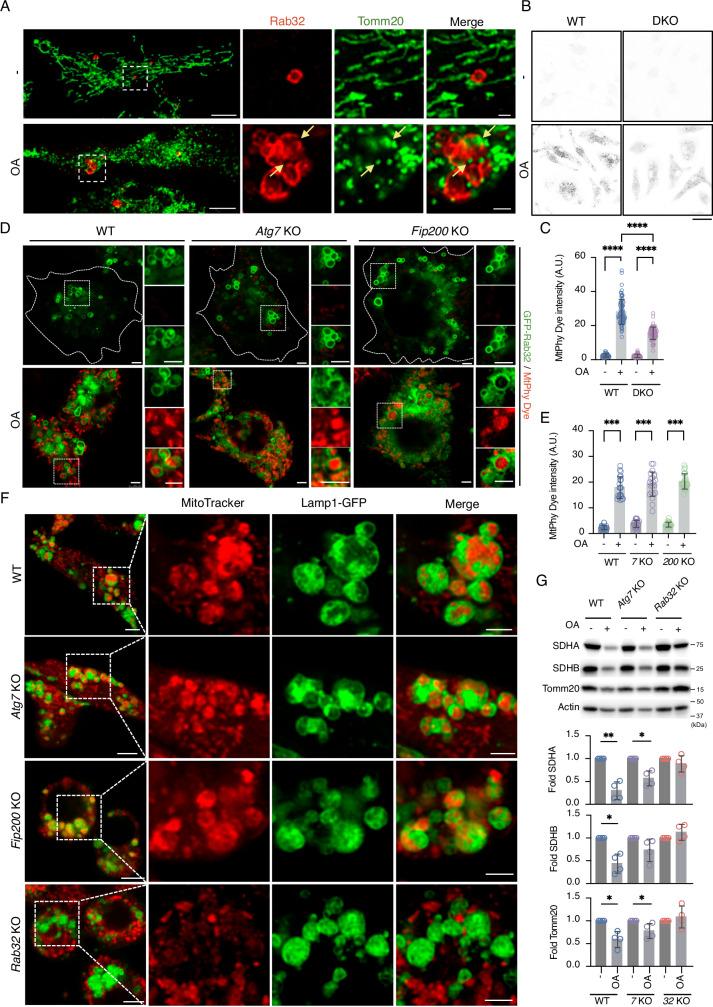 https://cdn.ncbi.nlm.nih.gov/pmc/blobs/f2fe/12398504/38c58f3a9b29/41467_2025_63531_Fig2_HTML.jpg