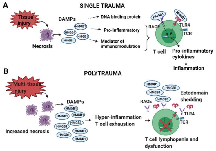 https://cdn.ncbi.nlm.nih.gov/pmc/blobs/f301/8305113/0eb425a8302d/cells-10-01646-g007.jpg