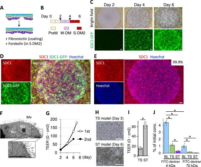 https://cdn.ncbi.nlm.nih.gov/pmc/blobs/f303/10853531/0c4a8187c526/41467_2024_45279_Fig4_HTML.jpg