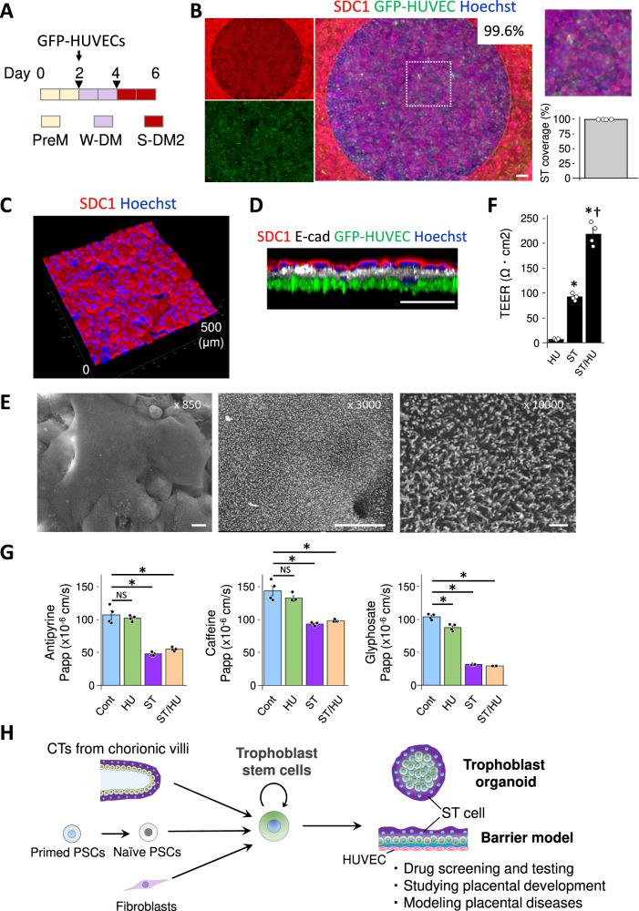 https://cdn.ncbi.nlm.nih.gov/pmc/blobs/f303/10853531/12656fc471f8/41467_2024_45279_Fig5_HTML.jpg