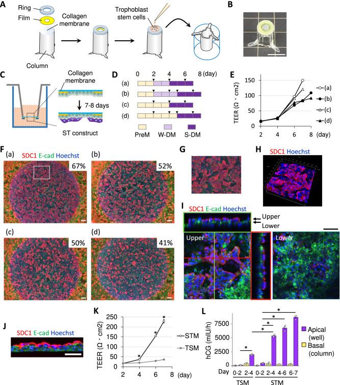 https://cdn.ncbi.nlm.nih.gov/pmc/blobs/f303/10853531/659e575b6060/41467_2024_45279_Fig3_HTML.jpg