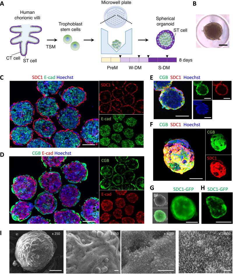 https://cdn.ncbi.nlm.nih.gov/pmc/blobs/f303/10853531/e593038ca112/41467_2024_45279_Fig1_HTML.jpg