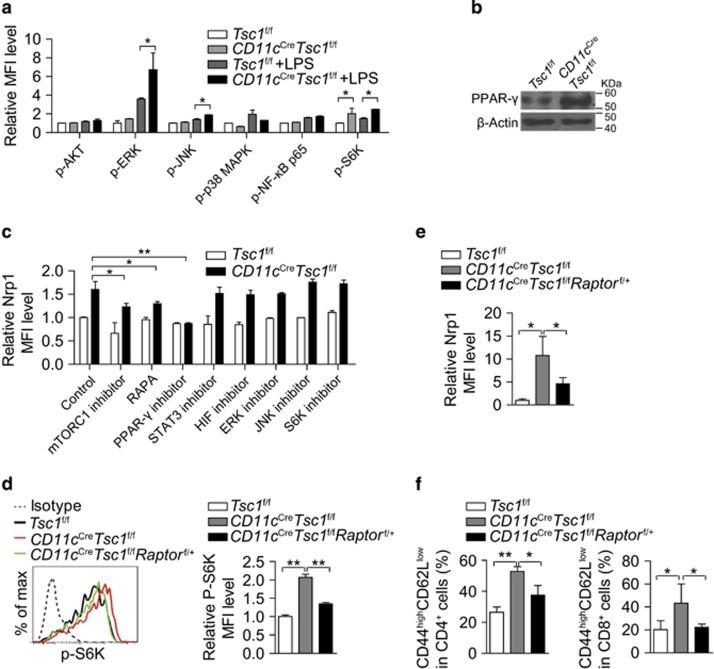 https://cdn.ncbi.nlm.nih.gov/pmc/blobs/f305/5386387/76e6d84145db/cddis2016487f4.jpg